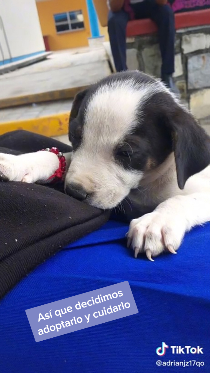 Esta escuela mexicana decidió adoptar a un perrito después de que lo encontraran abandonado, y todos los estudiantes cooperan para ayudarlo