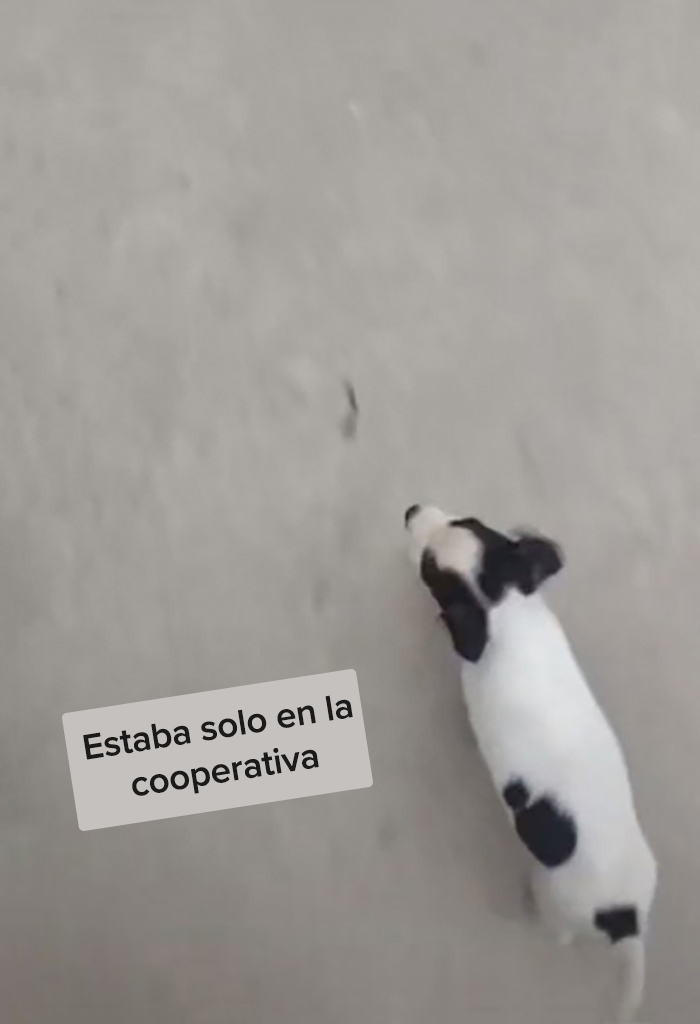 Esta escuela mexicana decidió adoptar a un perrito después de que lo encontraran abandonado, y todos los estudiantes cooperan para ayudarlo