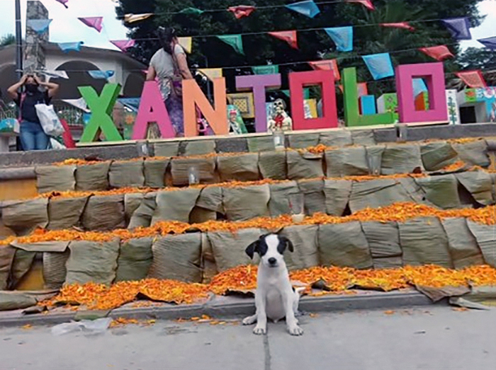 Esta escuela mexicana decidió adoptar a un perrito después de que lo encontraran abandonado, y todos los estudiantes cooperan para ayudarlo