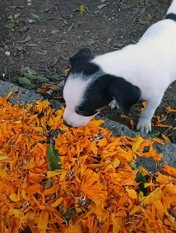 Esta escuela mexicana decidió adoptar a un perrito después de que lo encontraran abandonado, y todos los estudiantes cooperan para ayudarlo