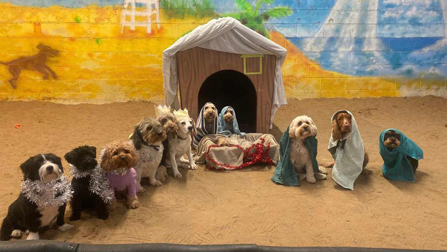 En esta guardería canina los perros también celebran la Navidad