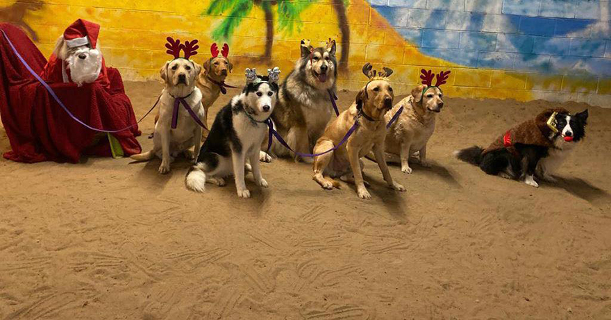 En esta guardería canina los perros también celebran la Navidad