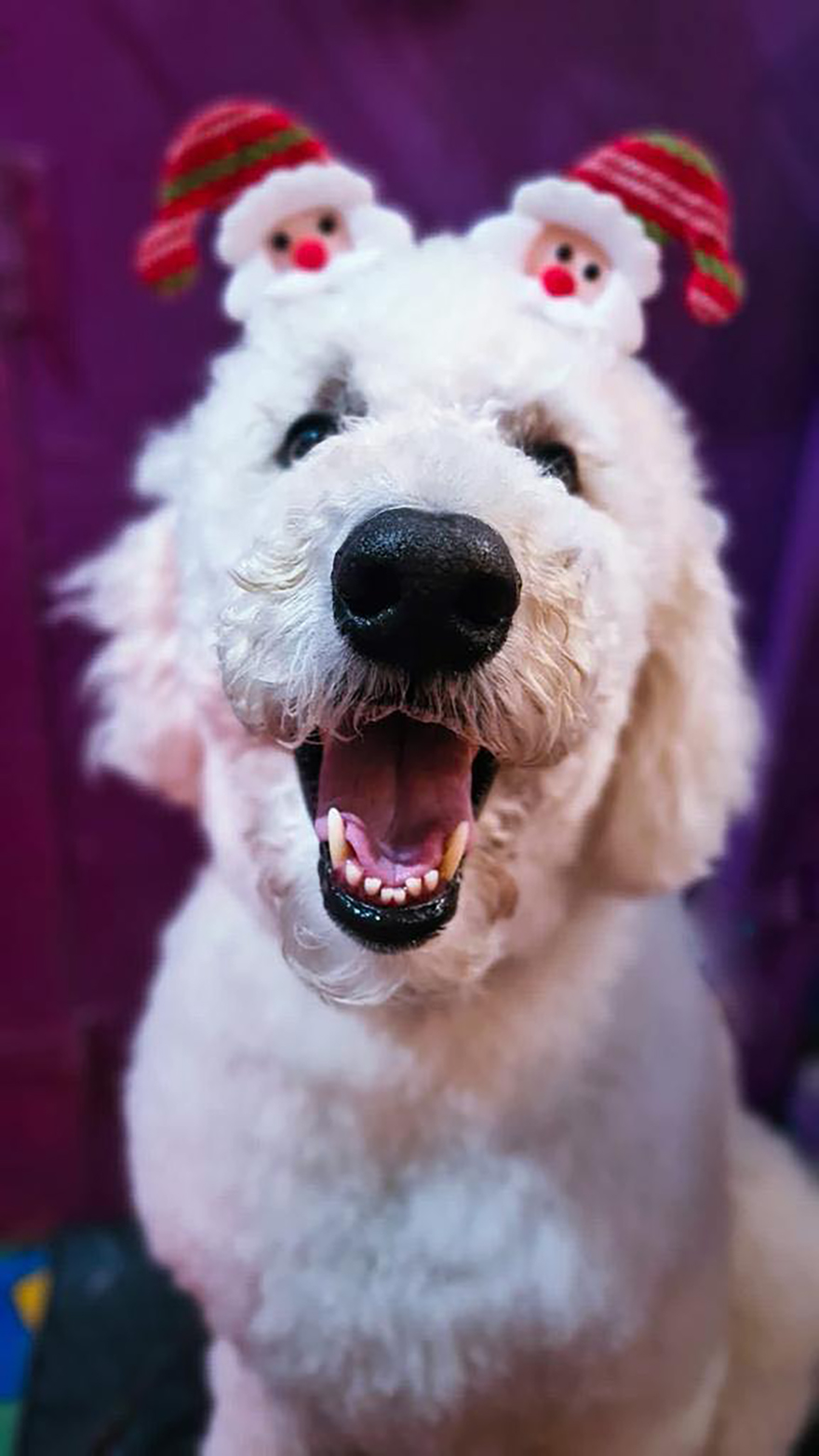 En esta guardería canina los perros también celebran la Navidad