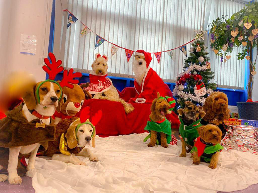 En esta guardería canina los perros también celebran la Navidad