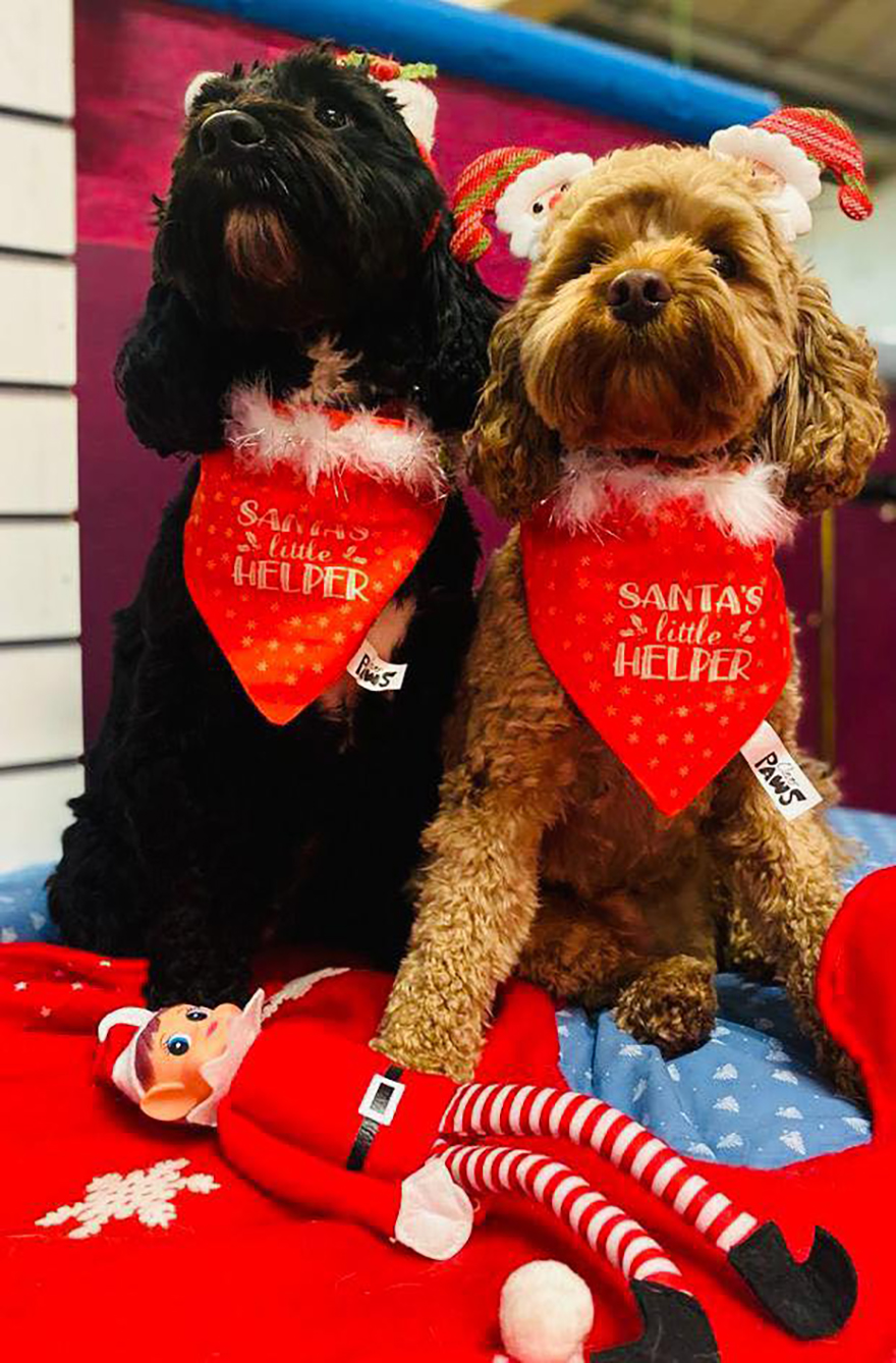 En esta guardería canina los perros también celebran la Navidad