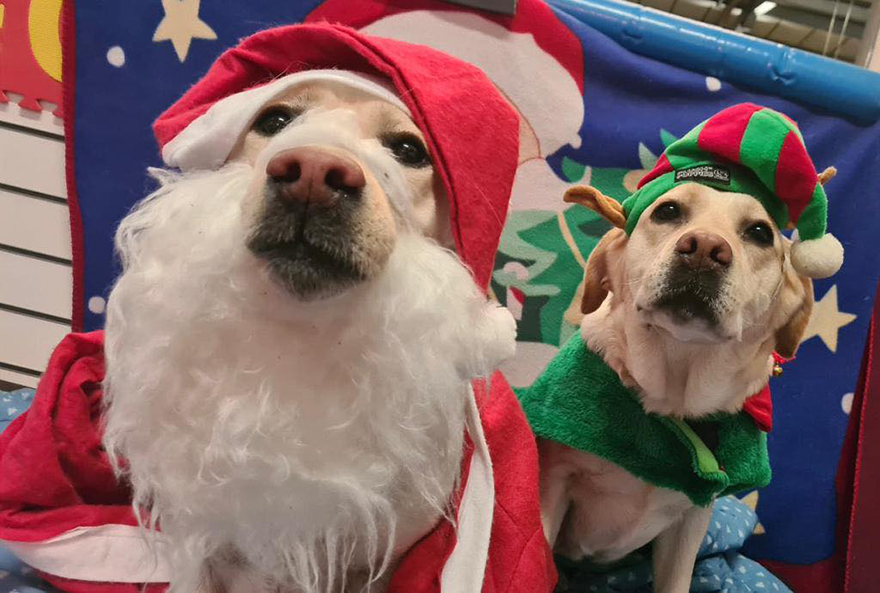 En esta guardería canina los perros también celebran la Navidad