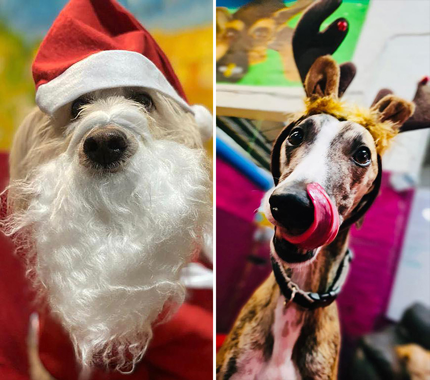 En esta guardería canina los perros también celebran la Navidad