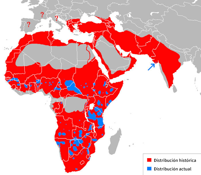  Qué tan amenazados se encuentran los leones realmente