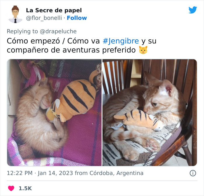 Mascotas Antes Despues Adopción