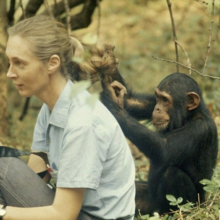 Esta es la famosa doctora Goodall, quien empezó como naturalista aficionada y se convirtió en una referencia mundial