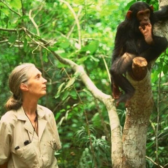 Esta es la famosa doctora Goodall, quien empezó como naturalista aficionada y se convirtió en una referencia mundial