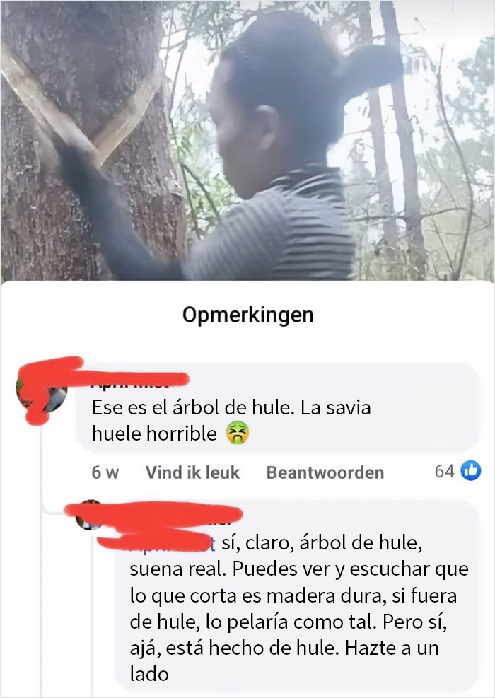 Alguien no conoce el árbol de hule