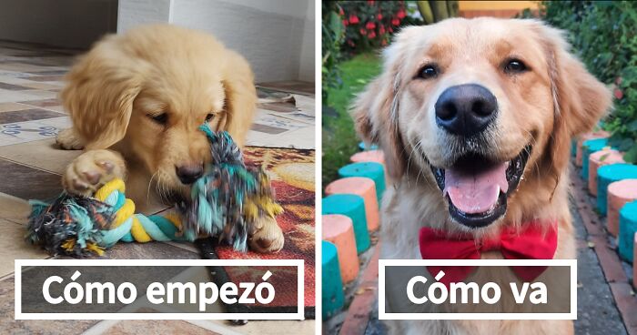 40 Adorables fotos de mascotas comparando su aspecto actual con el que tenían cuando llegaron a sus dueños
