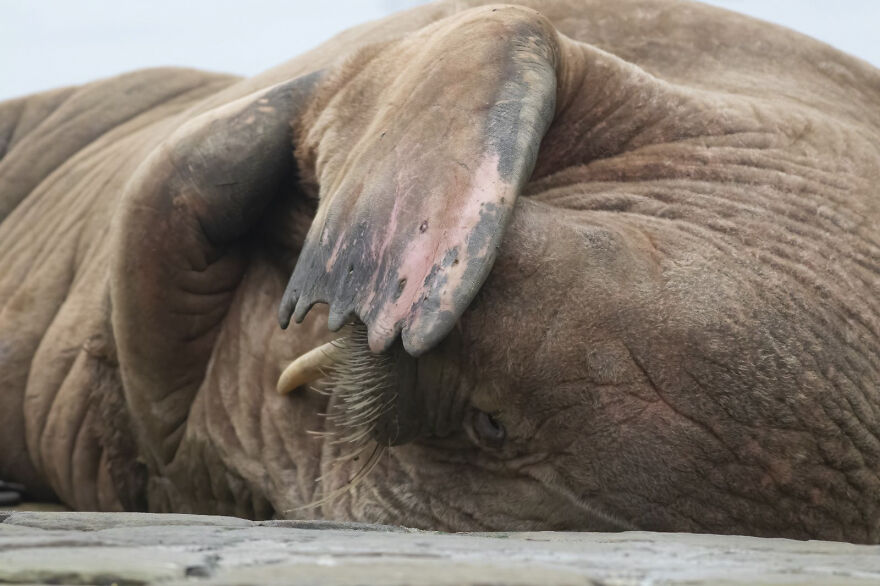 Thor, la morsa que visitó Scarborough y encantó a todos los vecinos