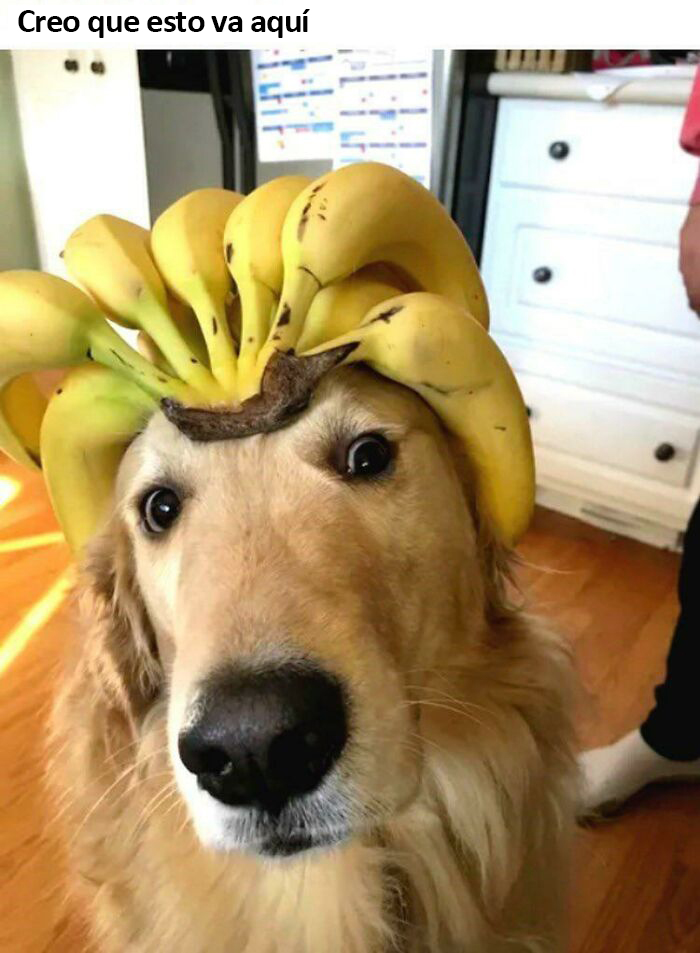 Bendito perro banana