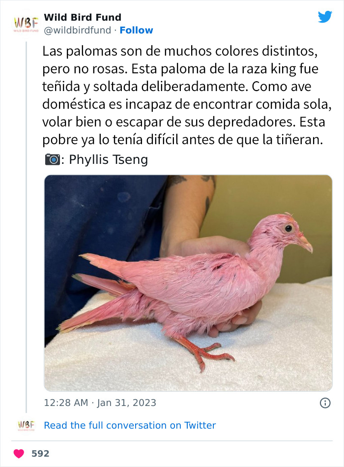 Esta paloma fue teñida de rosa para una fiesta de revelación de género, y ahora sus rescatadores intentan salvarla