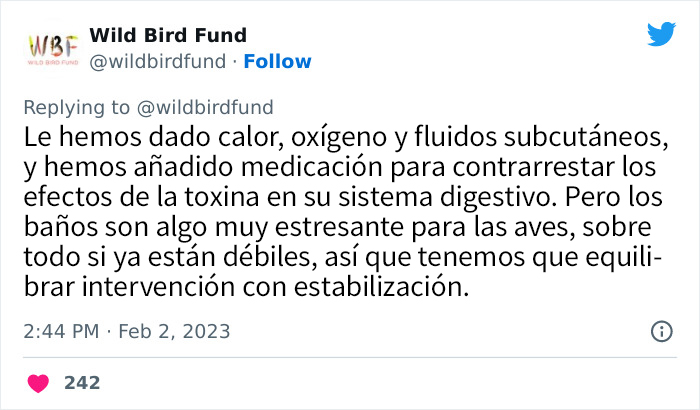 Esta paloma fue teñida de rosa para una fiesta de revelación de género, y ahora sus rescatadores intentan salvarla