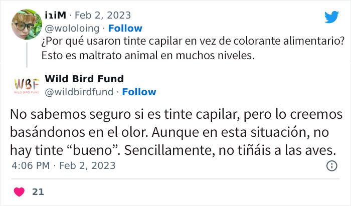 Esta paloma fue teñida de rosa para una fiesta de revelación de género, y ahora sus rescatadores intentan salvarla