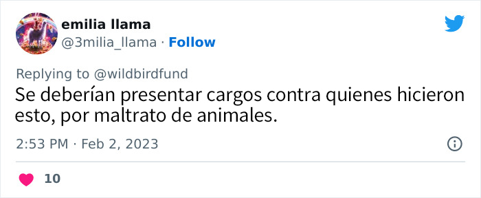 Esta paloma fue teñida de rosa para una fiesta de revelación de género, y ahora sus rescatadores intentan salvarla