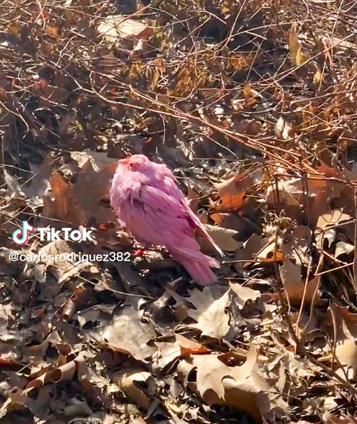 Esta paloma fue teñida de rosa para una fiesta de revelación de género, y ahora sus rescatadores intentan salvarla