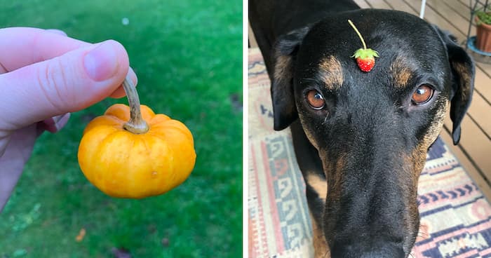 25 Cosechas bastante decepcionantes de gente que intentó cultivar su propia comida