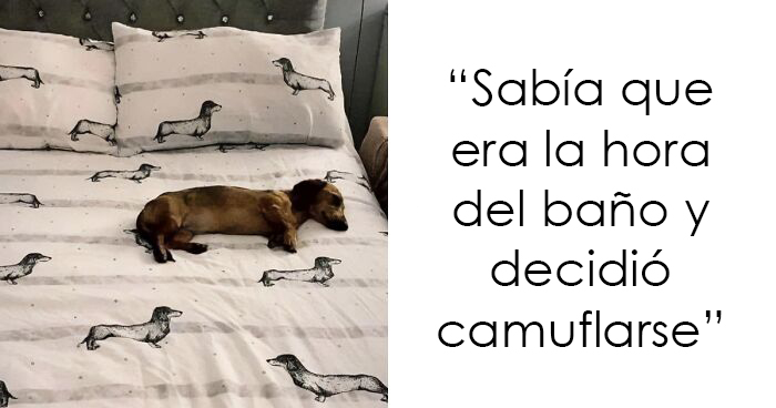 20 Divertidos memes sobre perros con los que todo dueño se identificará