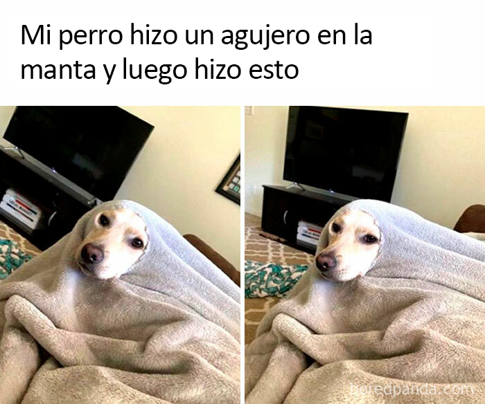 Mi perro