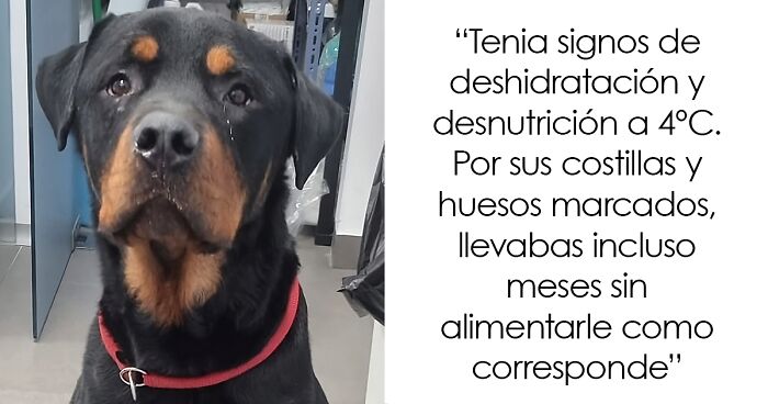 Este actor rescató a un rottweiler maltratado atado a una farola y luego acudió a Twitter a denunciar al anterior dueño