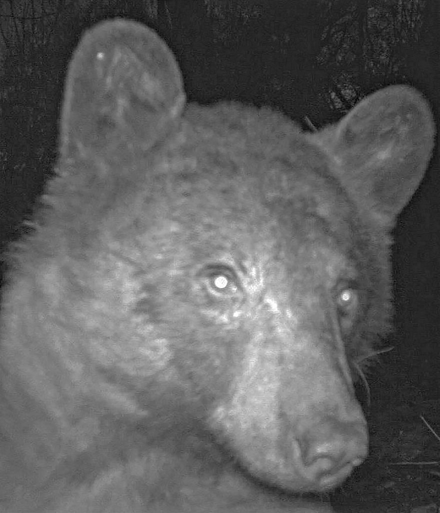 Este oso negro encontró una cámara en el bosque y se hizo 400 selfies