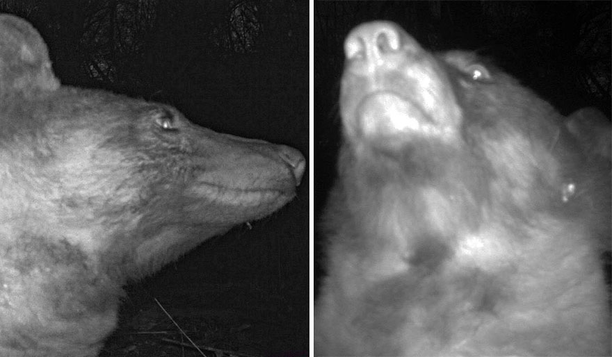 Este oso negro encontró una cámara en el bosque y se hizo 400 selfies