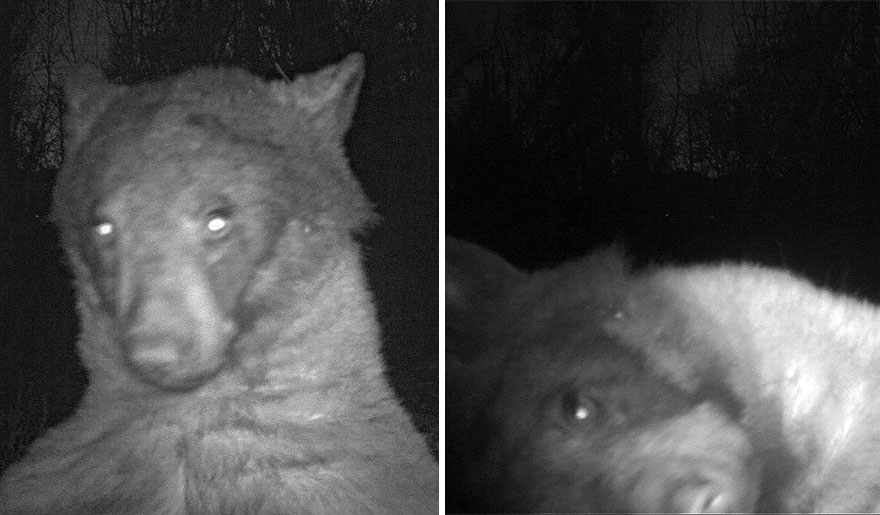 Este oso negro encontró una cámara en el bosque y se hizo 400 selfies