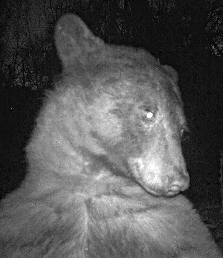 Este oso negro encontró una cámara en el bosque y se hizo 400 selfies