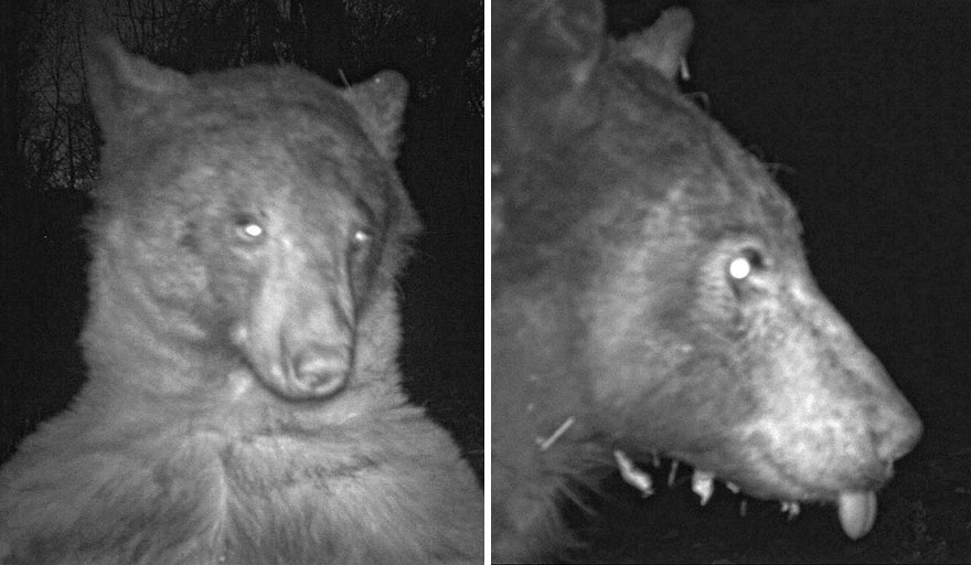 Este oso negro encontró una cámara en el bosque y se hizo 400 selfies