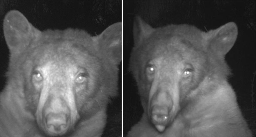 Este oso negro encontró una cámara en el bosque y se hizo 400 selfies