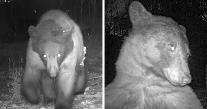 Este oso negro encontró una cámara en el bosque y se hizo 400 selfies