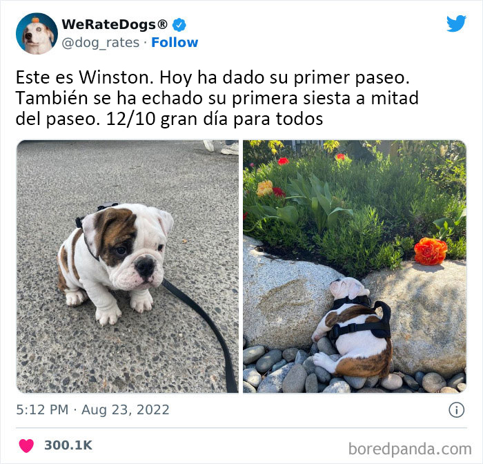 The “We Rate Dogs” Twitter Account With 9M Followers Rates People’s Dogs, And It’s As Hilarious As It Is Wholesome (50 New Pics)