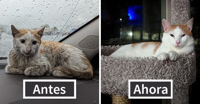 20 Dueños comparten la transformación de sus gatos después de ser adoptados