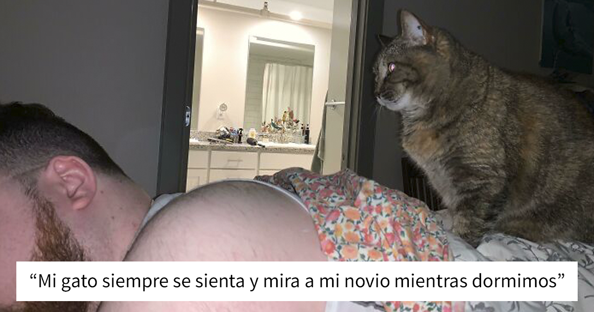 35 Gatos actuando tan raro que no sabemos si están rotos o son así (nuevas fotos)