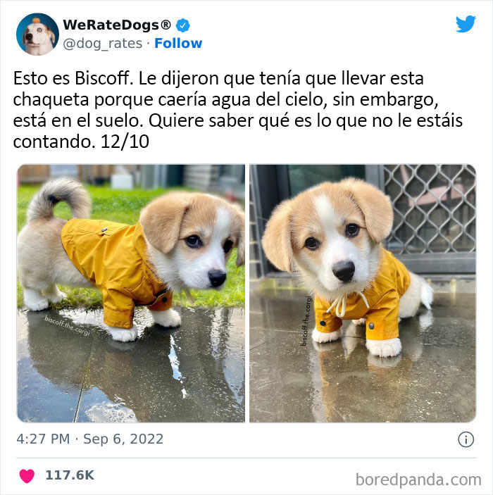 The “We Rate Dogs” Twitter Account With 9M Followers Rates People’s Dogs, And It’s As Hilarious As It Is Wholesome (50 New Pics)