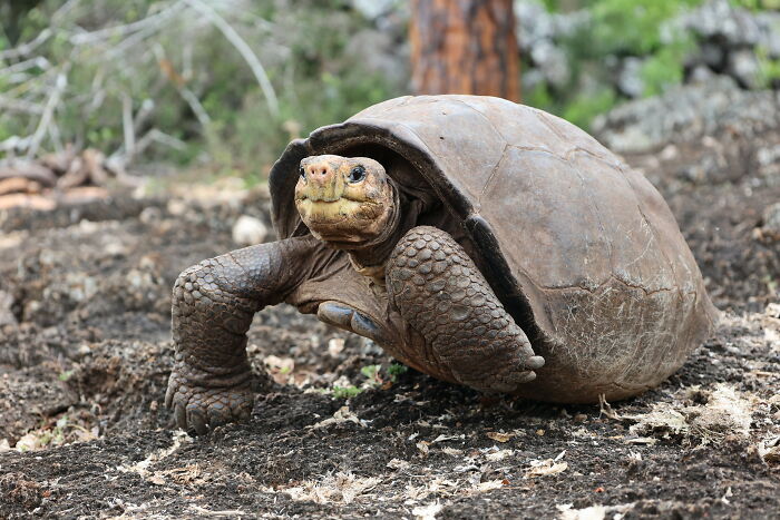 Tortuga Gigante De Fernandina