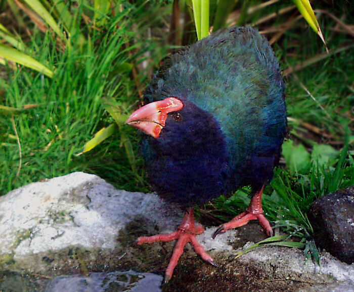 Calamón Takahe De La Isla Sur