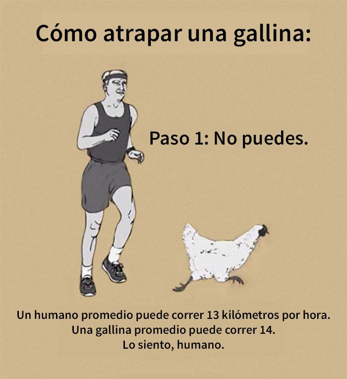  Cómo atrapar una gallina