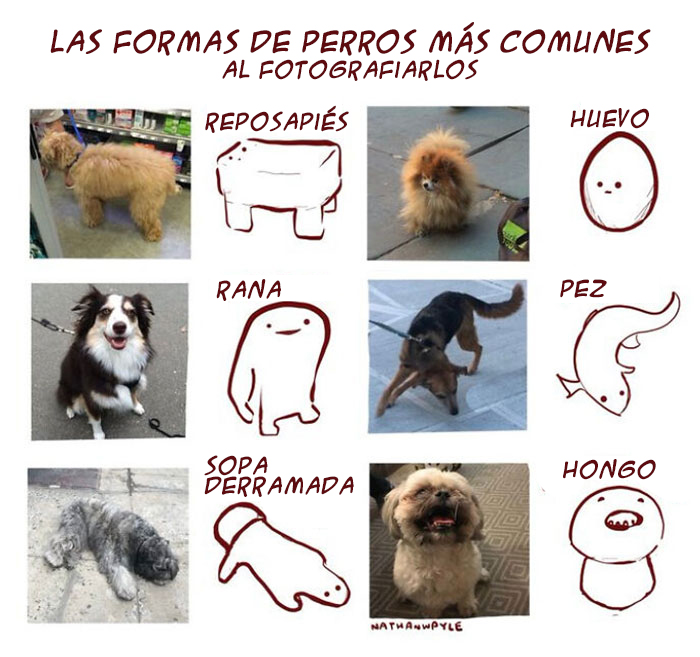 Las formas de perros más comunes