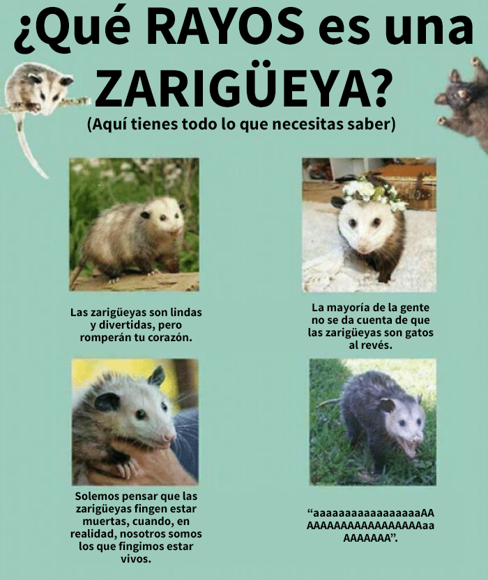 ¿Qué rayos es una zarigüeya?