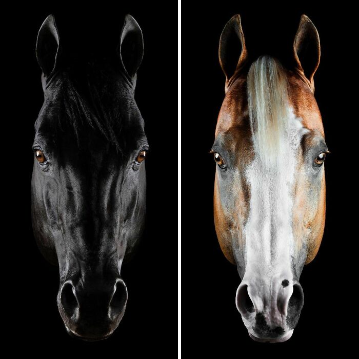 El hombre que susurraba a los caballos con su cámara de fotos: 30 impresionantes retratos equinos