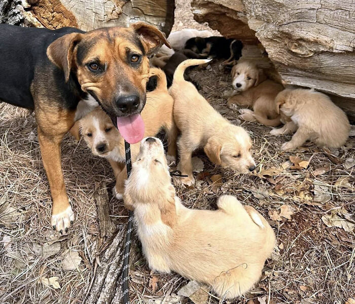 Esta mujer quiso rescatar a un perro que pedía ayuda y acabó encontrando 16 cachorros por sorpresa