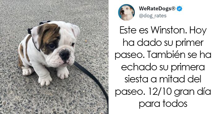 22 Personas que pidieron una valoración de sus perros y recibieron respuestas buenísimas (nuevas fotos)