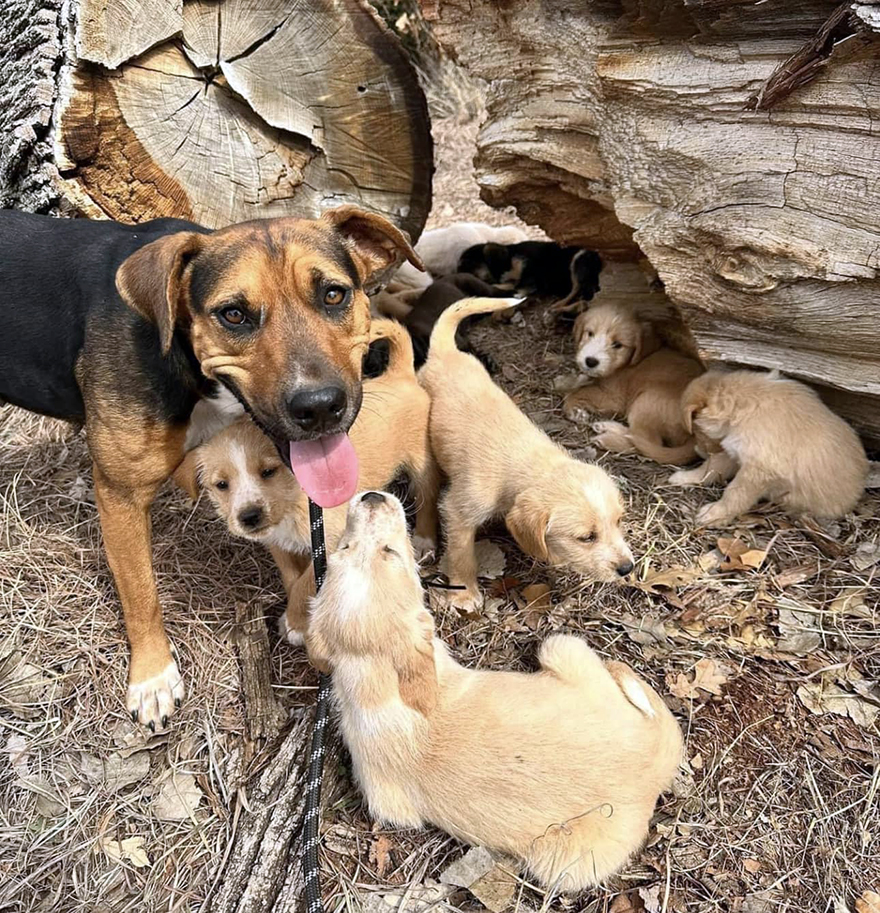 Esta mujer quiso rescatar a un perro que pedía ayuda y acabó encontrando 16 cachorros por sorpresa