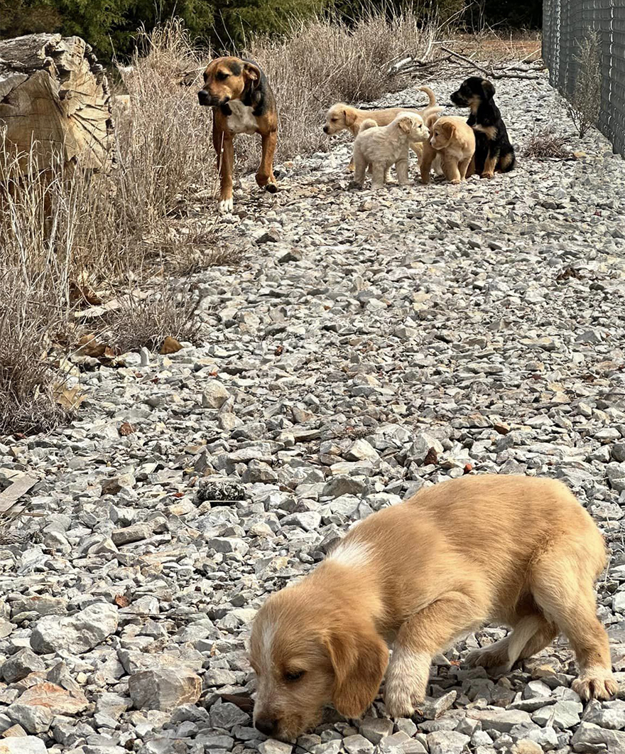 Esta mujer quiso rescatar a un perro que pedía ayuda y acabó encontrando 16 cachorros por sorpresa