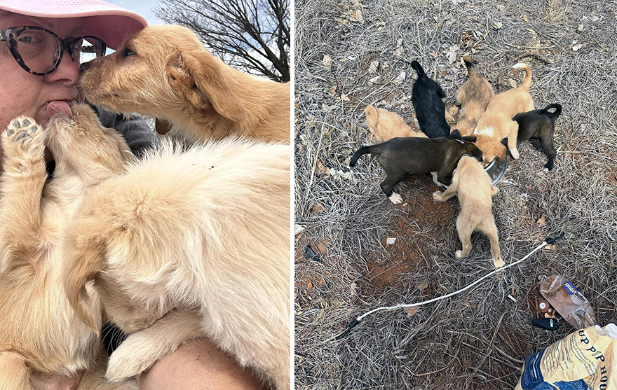 Esta mujer quiso rescatar a un perro que pedía ayuda y acabó encontrando 16 cachorros por sorpresa